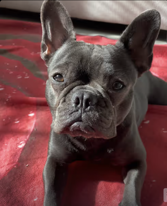 Frenchie resting after big Turkey dinner !!!